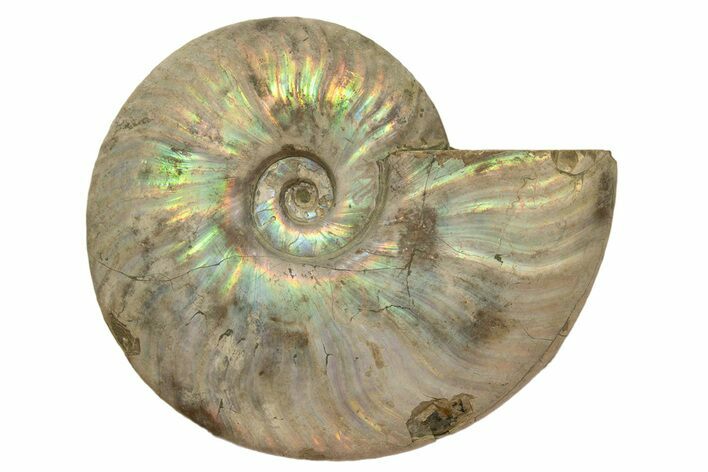 Silver Iridescent Ammonite (Cleoniceras) Fossil - Madagascar #317494